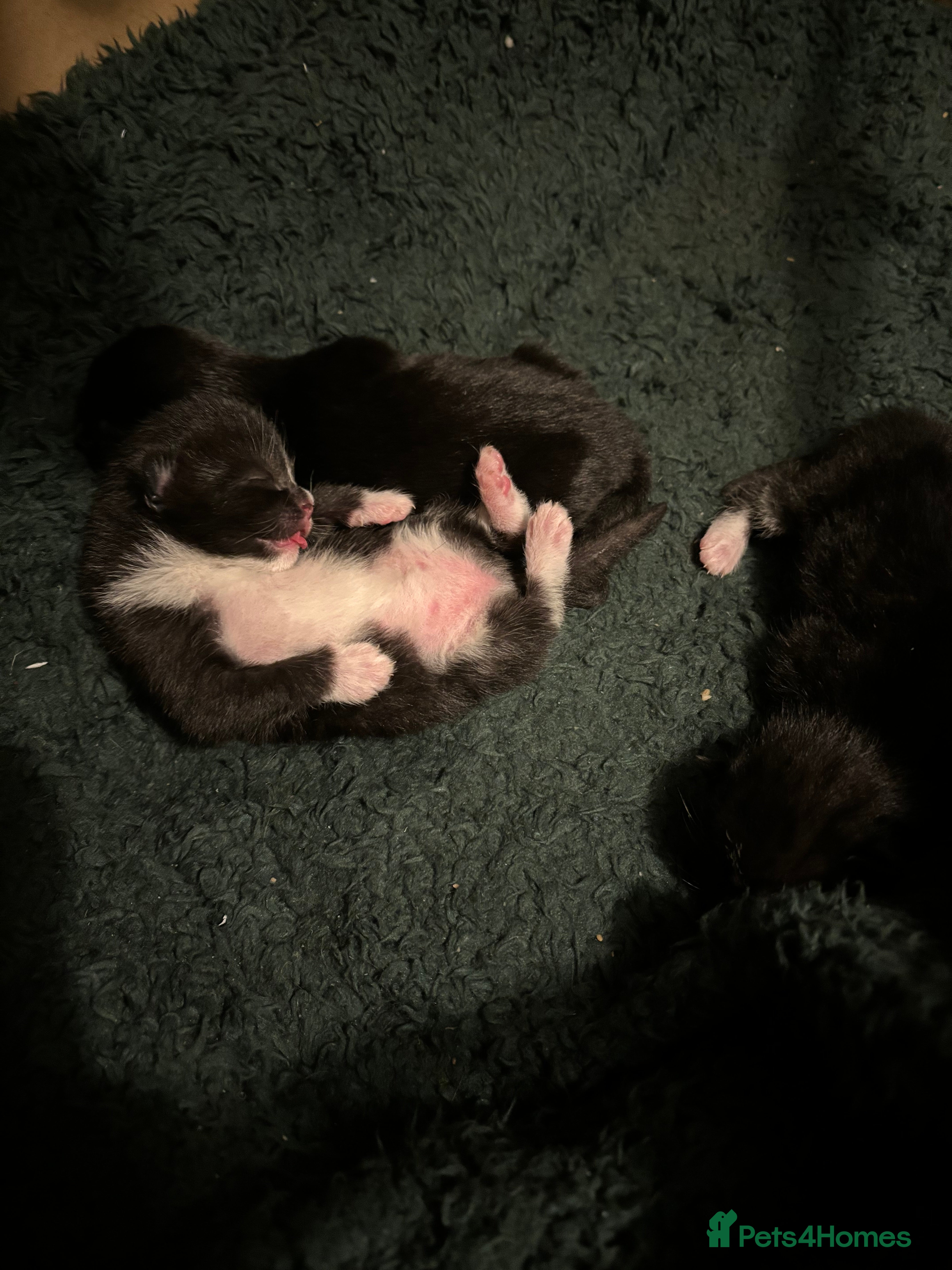 Mixed Breed cats Black and white kittens  - Advert 3