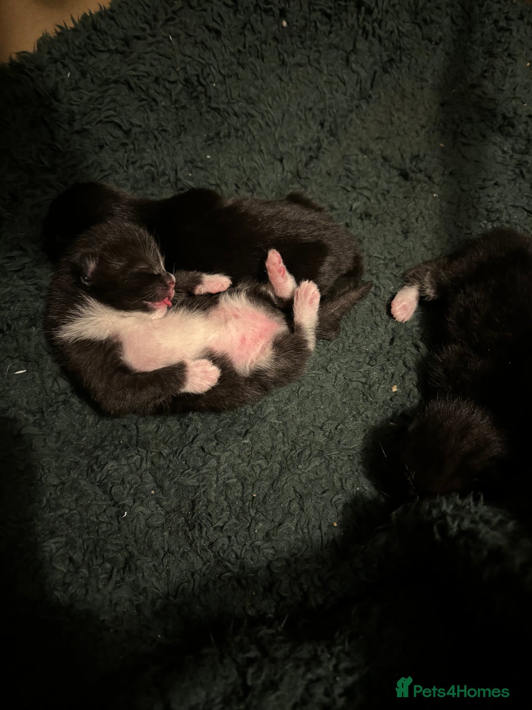 Mixed Breed cats for sale: Black and white kittens  - Advert 1