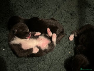Mixed Breed cats Black and white kittens - Advert 3