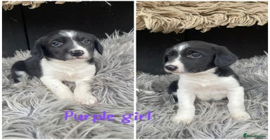 Sprollie dogs - Advert 11