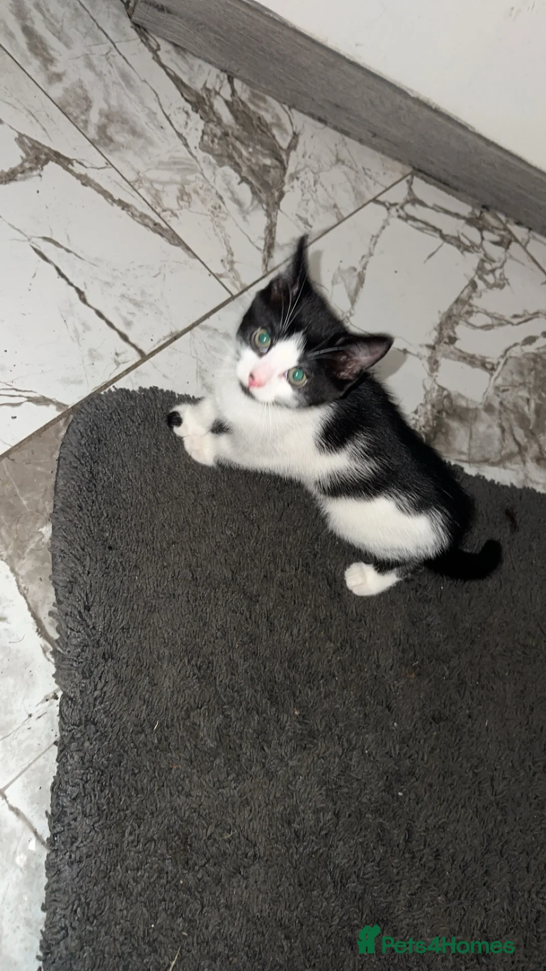 British Shorthair cats for sale: 2 lovely black and white shorthairs - Advert 12
