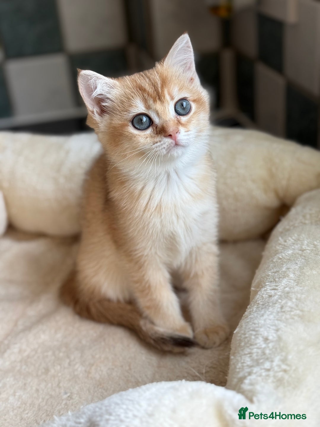 British Shorthair cats for sale: GCCF reg BSH Chocolate and Black Golden Kittens in London - Image 24