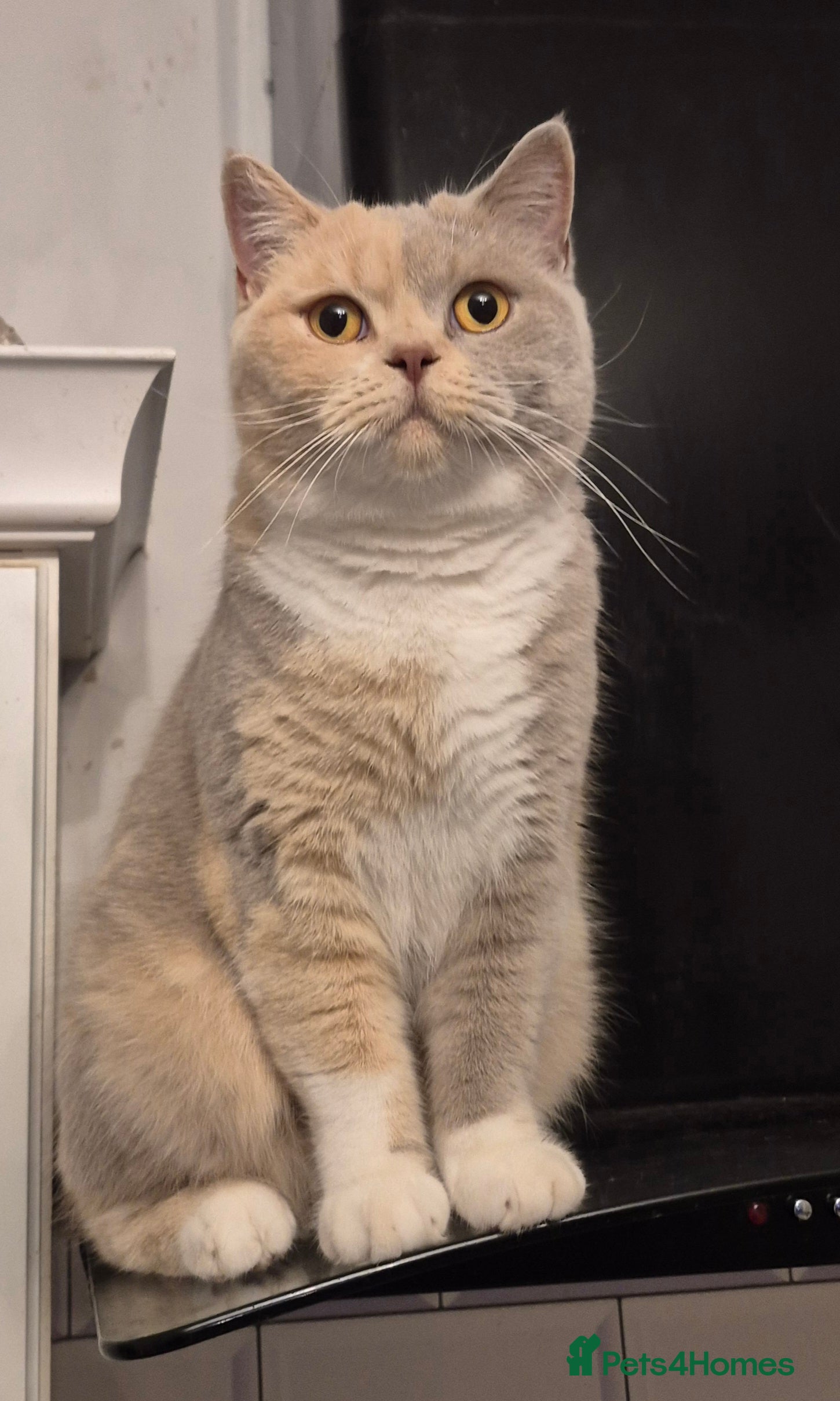 British Shorthair cats British shorthair kittens for sale  - Advert 2