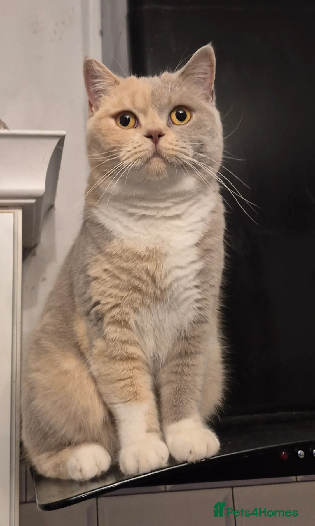 British Shorthair cats for sale: British shorthair kittens for sale  - Advert 1