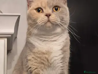 British Shorthair cats British shorthair kittens for sale - Advert 1