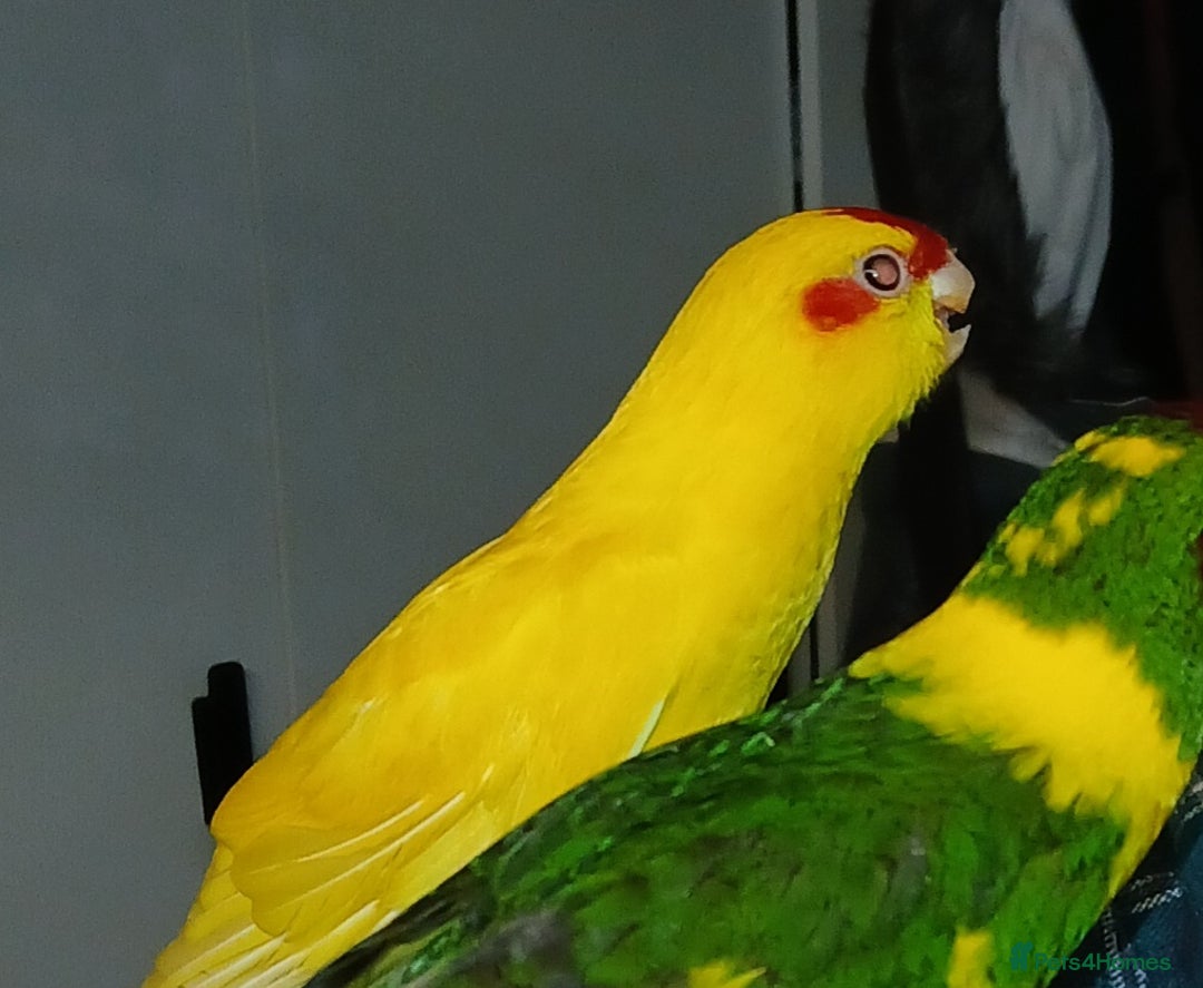 Parakeets birds for sale: Kakariki's x3 Males dna'd Kakariki's  - Advert 6