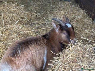 Goats livestock Pygmy goats - Advert 1