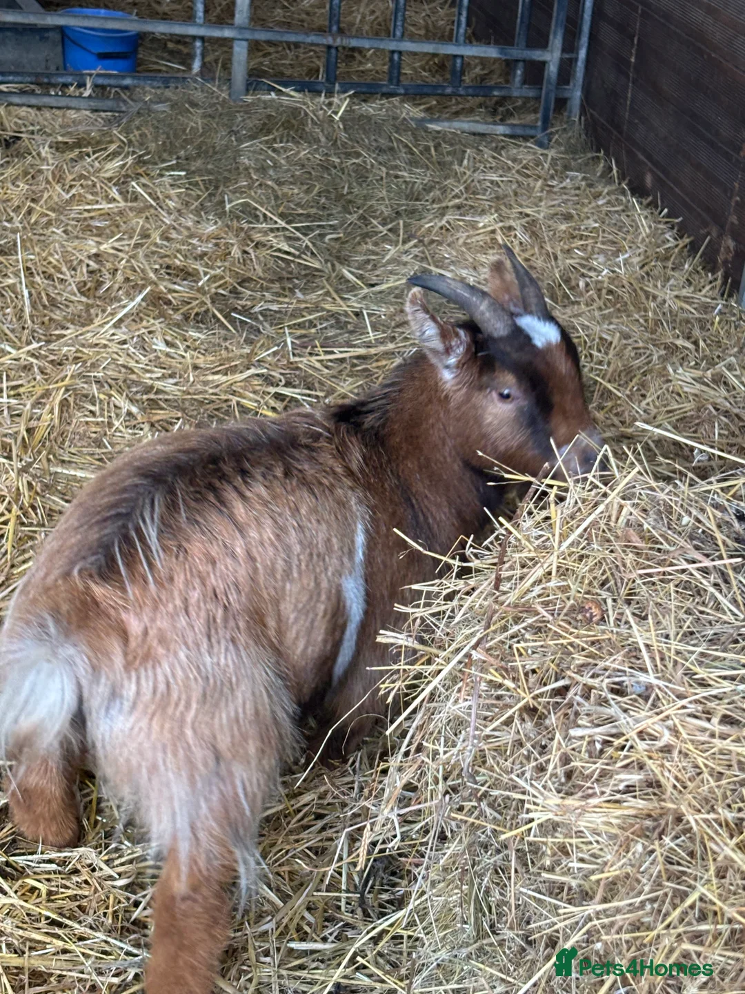 Goats livestock for sale: Pygmy goats - Advert 1