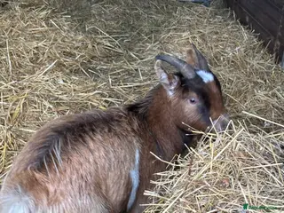 Goats livestock Pygmy goats - Advert 18