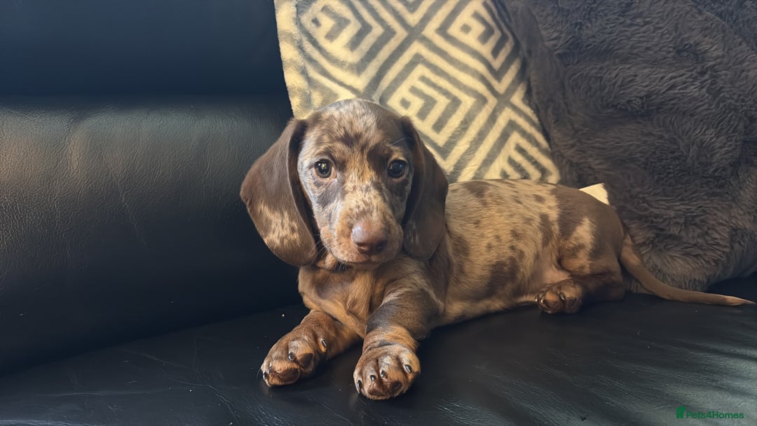 Miniature Dachshund dogs for sale: Stunning little girl true to type  - Advert 2