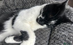 Mixed Breed cats for sale: Cat for sale  - Image 3