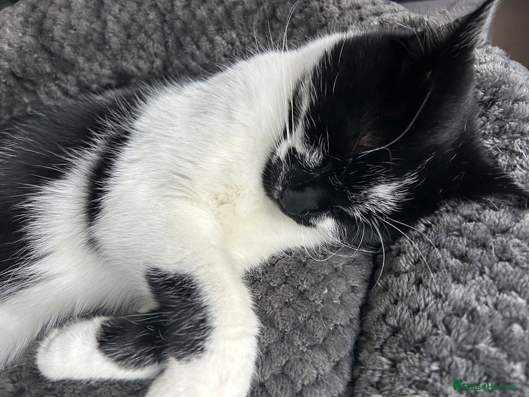 Mixed Breed cats for sale: Cat for sale  - Image 3