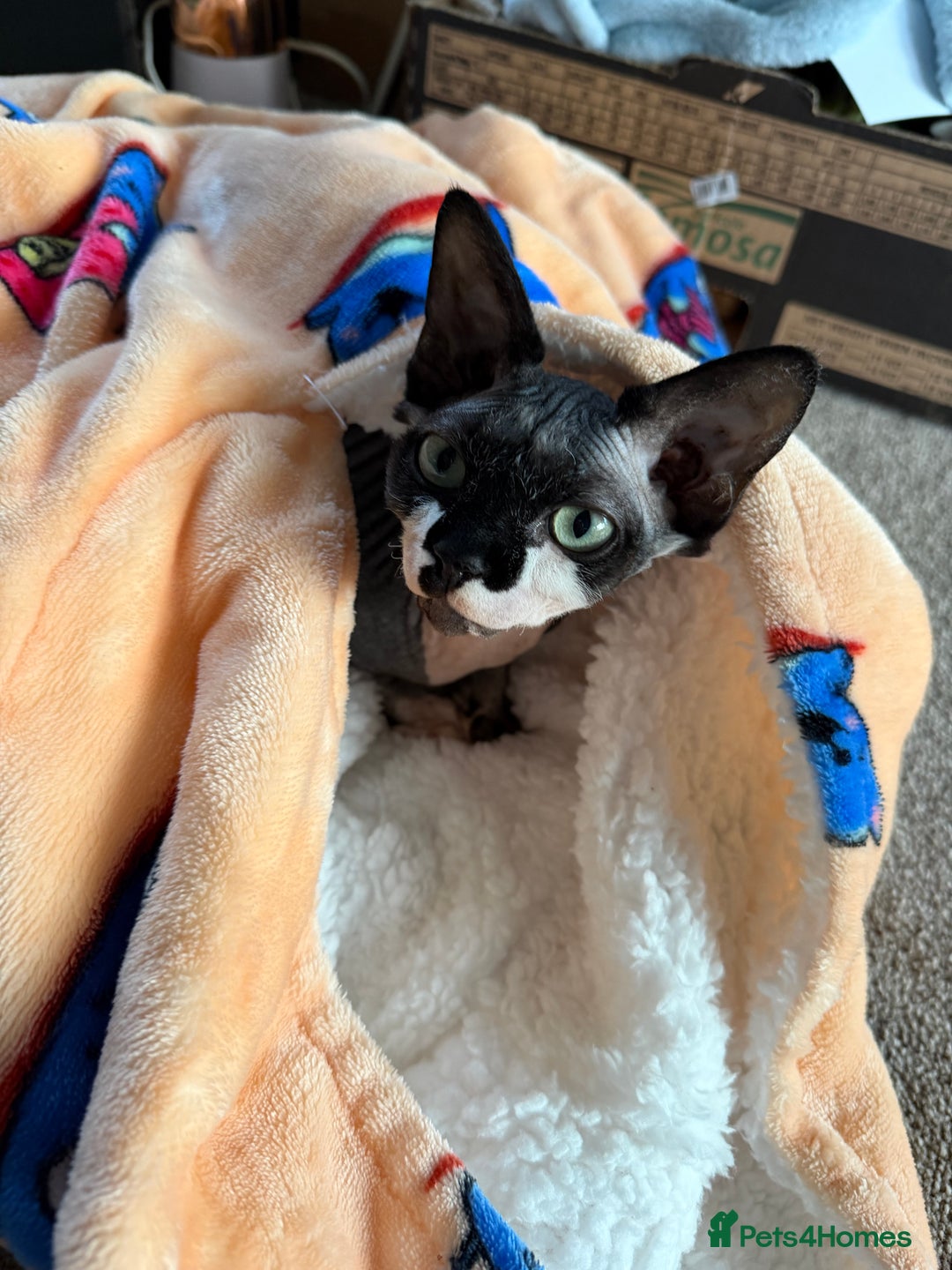 Sphynx cats for sale: Female Sphynx Kitten - Advert 2