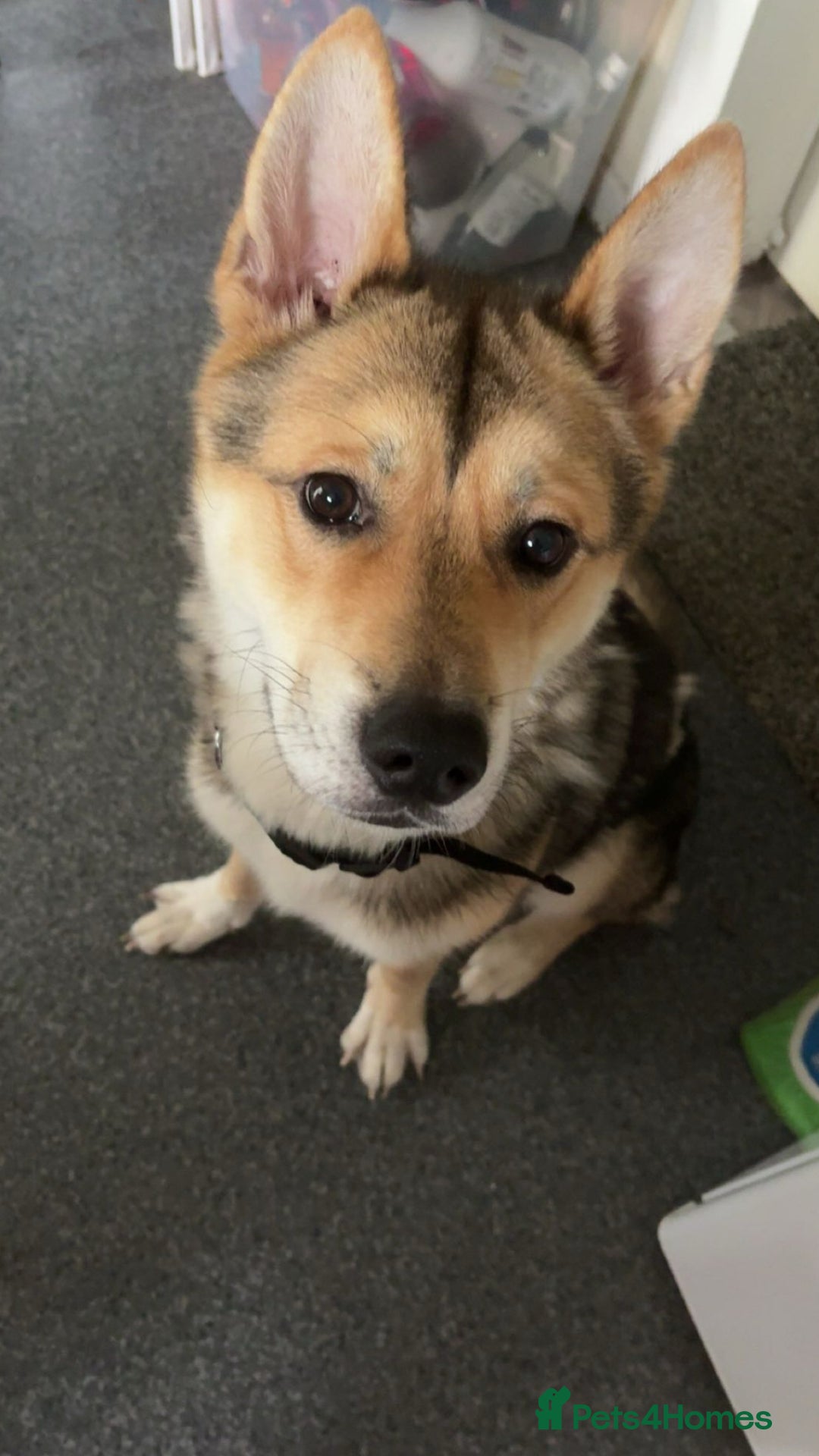 Huskita dogs for sale: Rocky Huskita - Advert 4