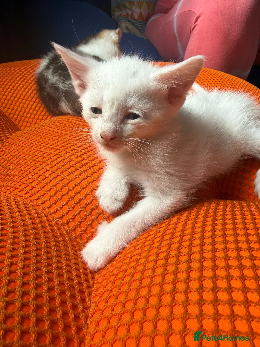 Mixed Breed cats for sale: 5 kittens for sale with intriguing features  in Birmingham - Advert 7