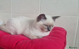 British Shorthair cats for sale: Beautiful Colorpoint British Shorthair - Image 2