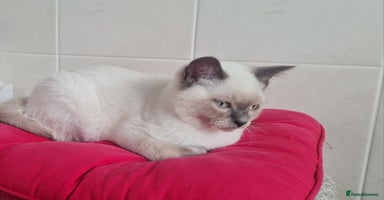 British Shorthair cats - Advert 8