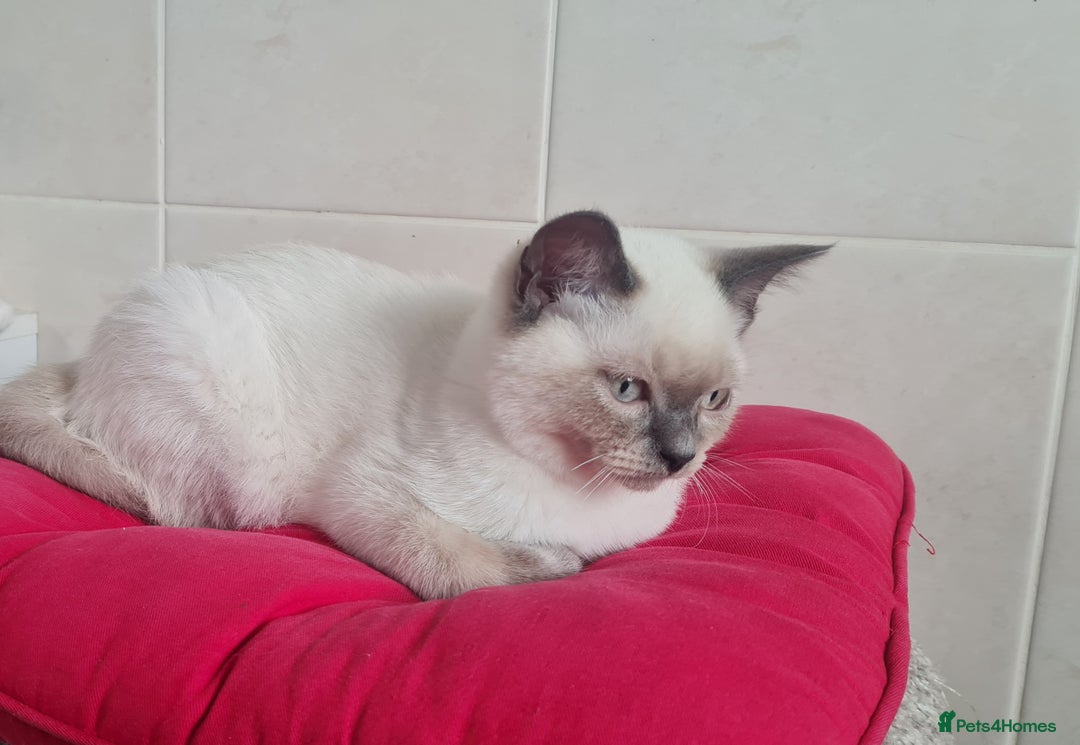 British Shorthair cats for sale: Beautiful Colorpoint British Shorthair - Image 2