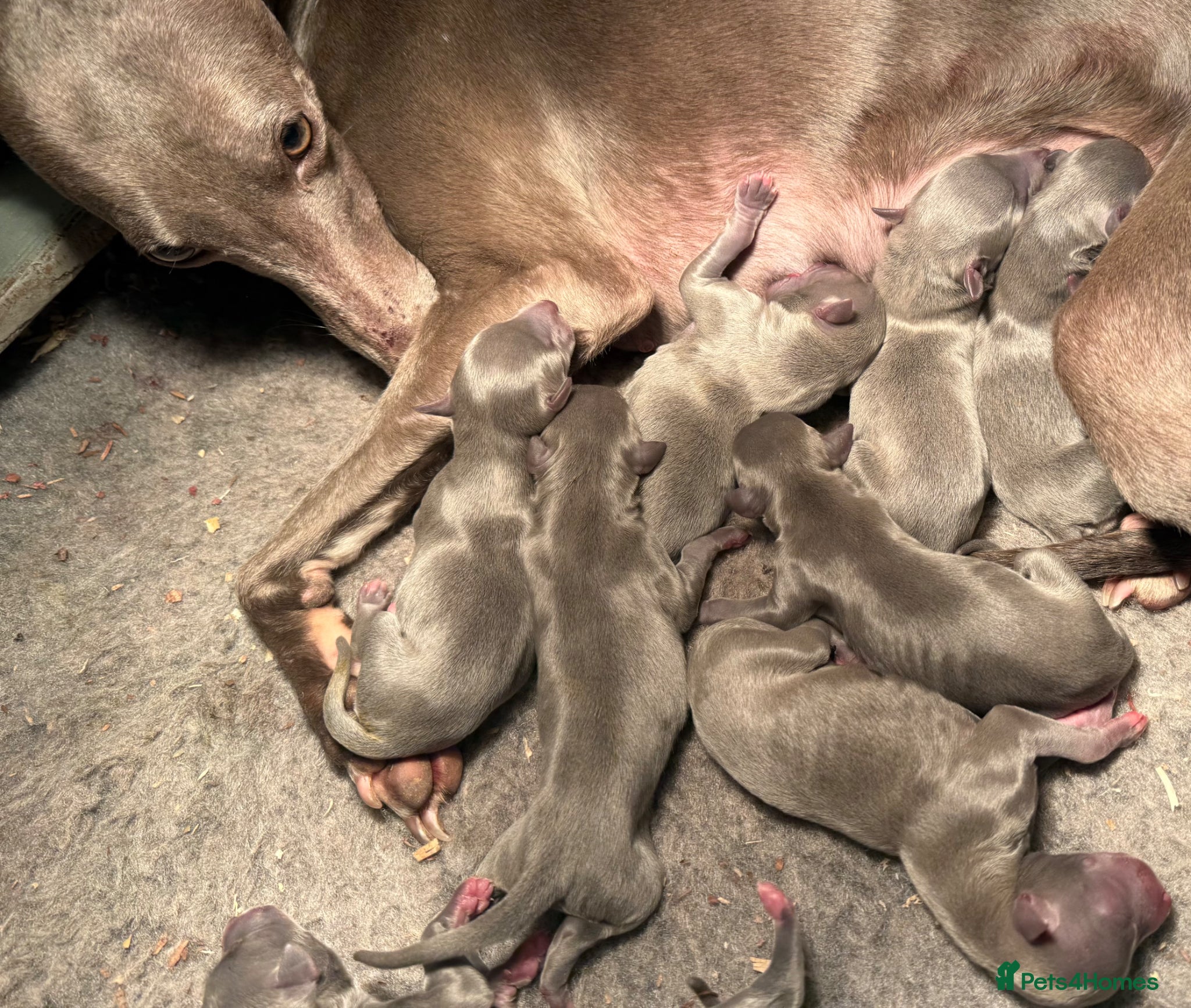 Whippet dogs Small Blue Whippets  - Advert 1