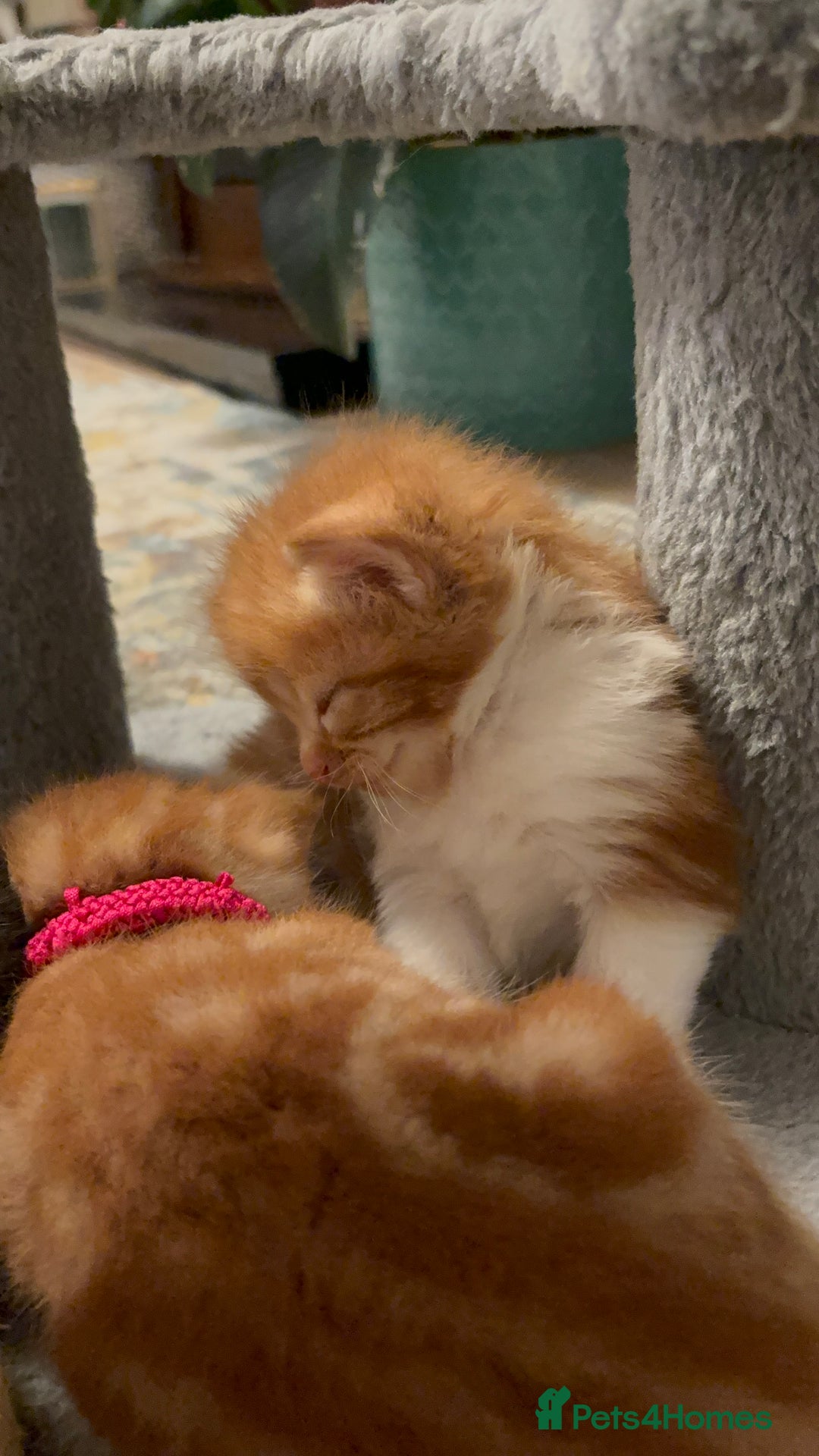 Mixed Breed cats for sale: Now Reserved Beautiful Ginger Male Kitten 4 weeks - Advert 18