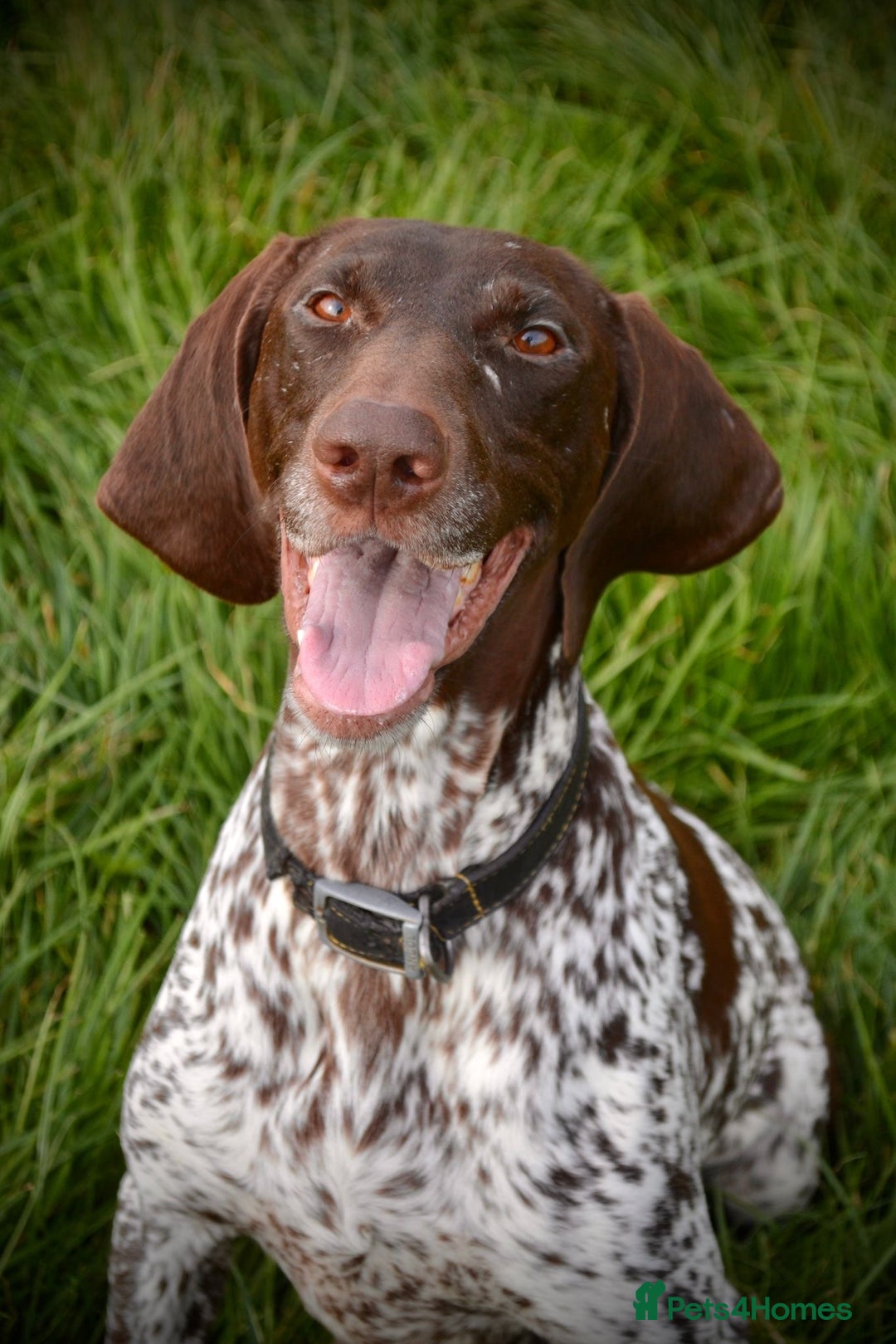 German Shorthaired Pointer dogs for sale: German Short Haired Pups - Serbian Blood Lines - Image 20
