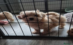 Maltipoo dogs for sale: F1 Maltipoo puppies 🐶 Just 2 girls remaining  - Advert 29