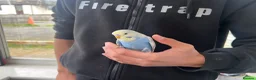 Budgerigars birds for sale: Super hand tamed baby budgies  - Advert 16