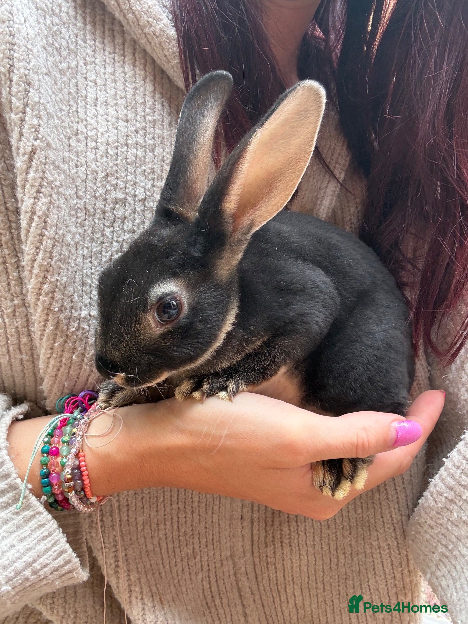 Rex rabbits Black Otter Mini Rex Bunnies  - Advert 22