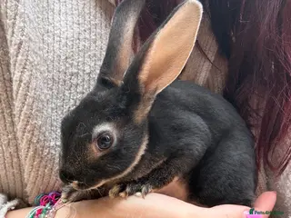 Rex rabbits Black Otter Mini Rex Bunnies - Advert 3