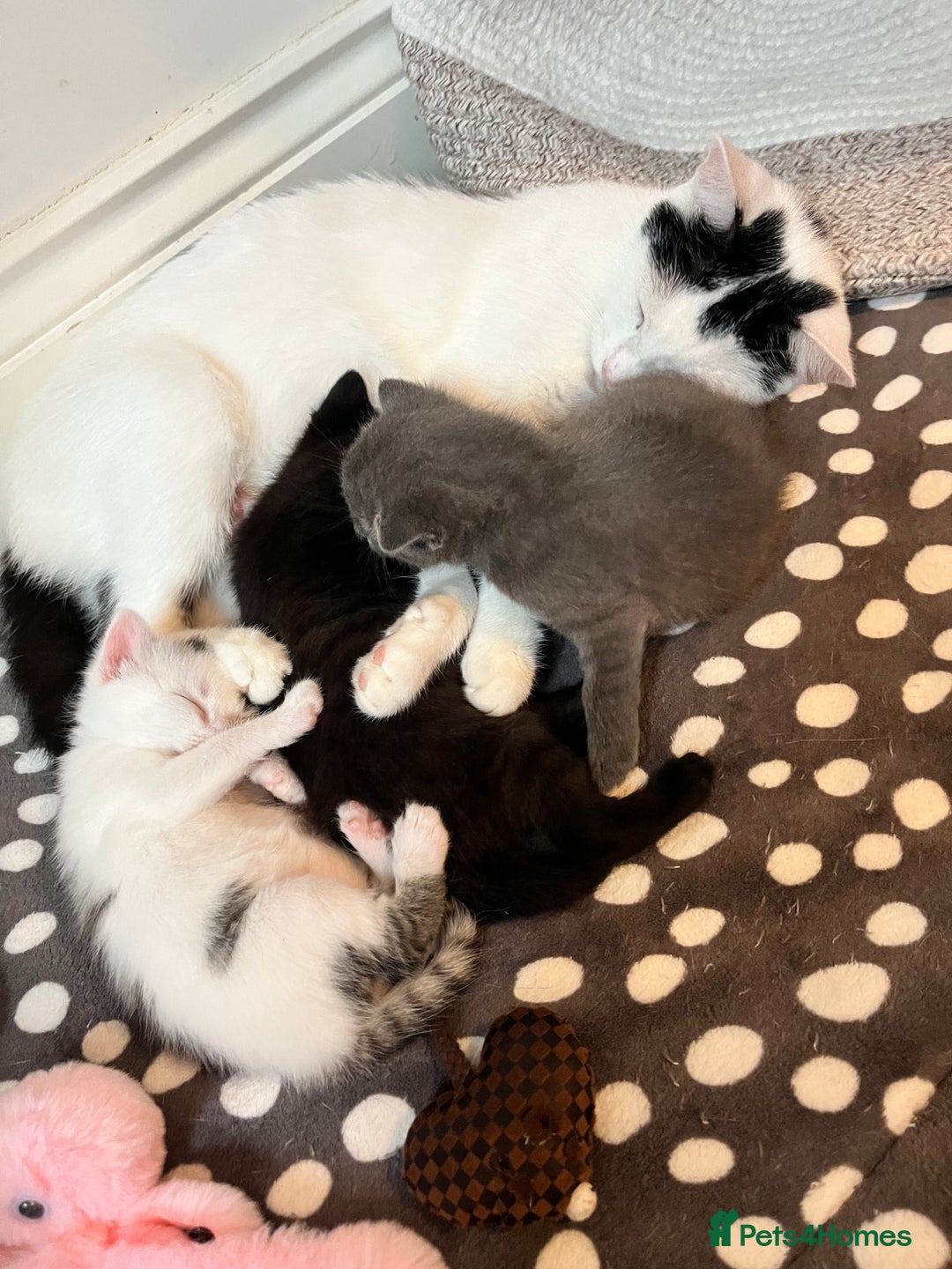 Mixed Breed cats for sale: Gorgeous White/Tabby Kitten   - Image 14