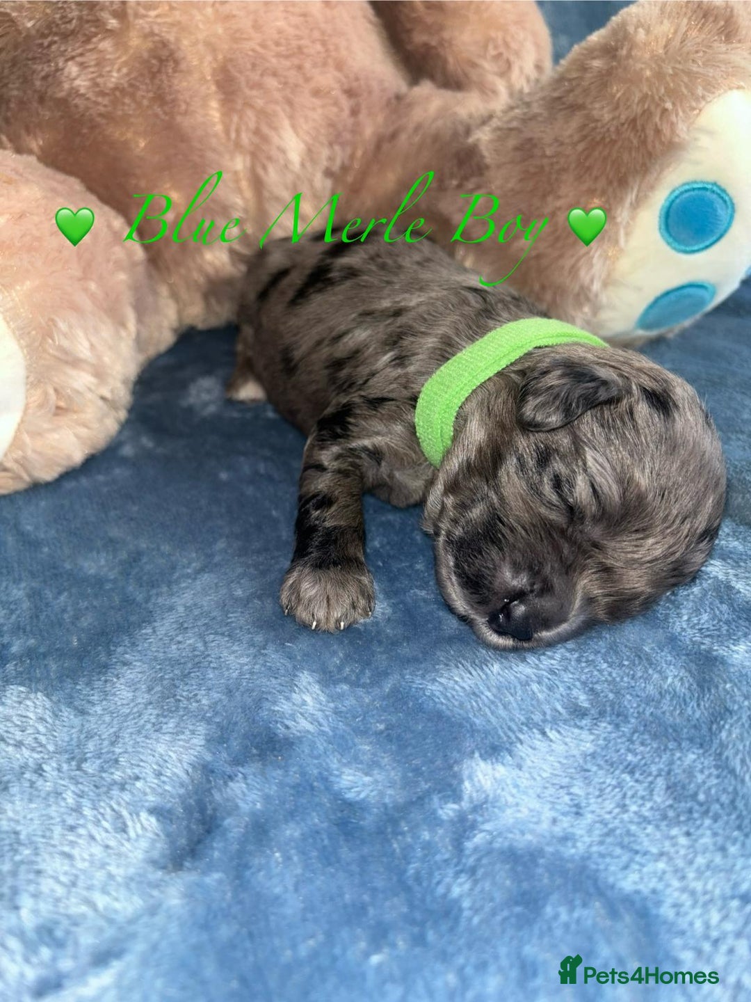 Cavapoo dogs for sale: BEAUTIFUL CAVAPOO PUPPIES HEALTH TESTED PARENTS  - Image 20