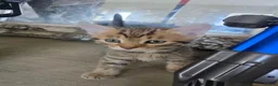 British Shorthair cats for sale: Tabby kittens in Sunderland - Advert 5