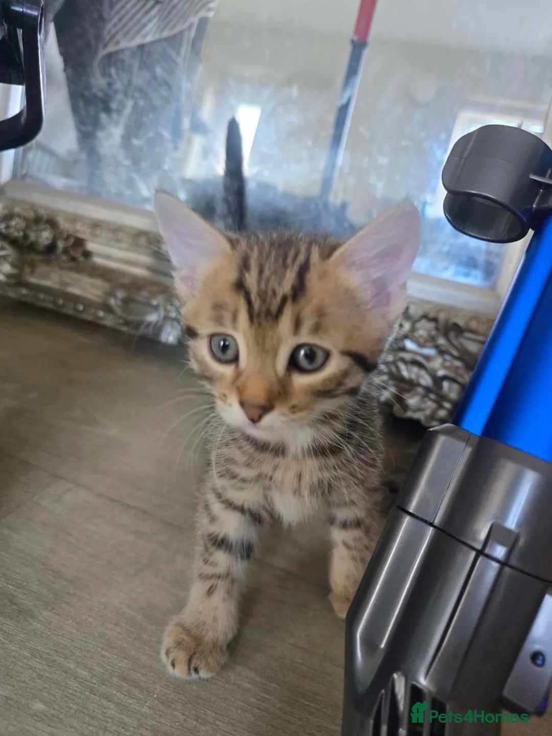 British Shorthair cats for sale: Tabby kittens in Sunderland - Advert 5