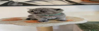 British Shorthair Kitten 1