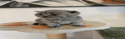 British Shorthair cats for sale: British Shorthair Blue & Lilac  - Advert 14