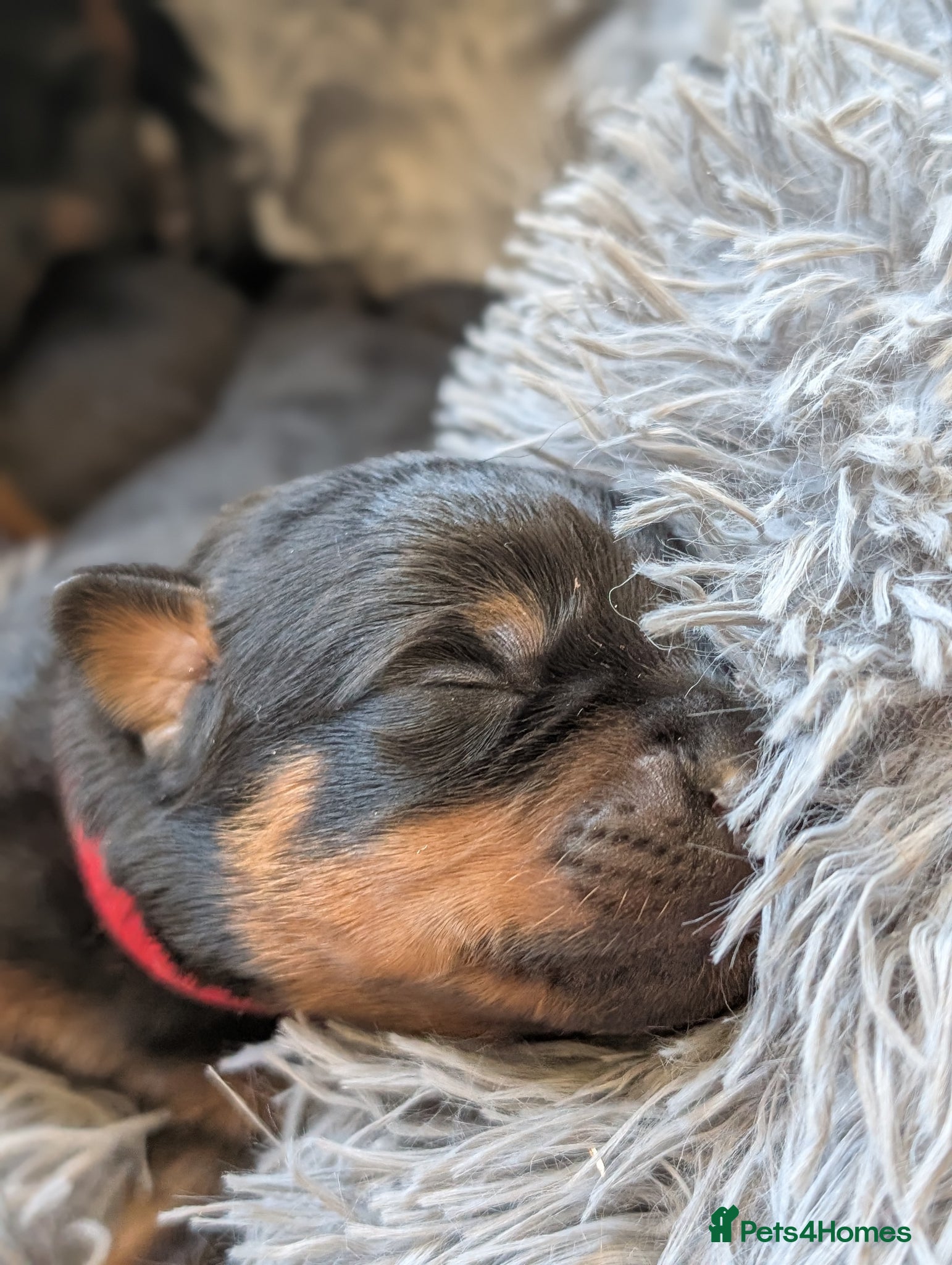 Rottweiler dogs RKC Rottweiler puppies  - Advert 2