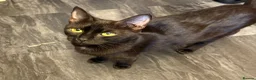 Mixed Breed cats for sale: 6 playful kittens  in New Milton - Advert 7