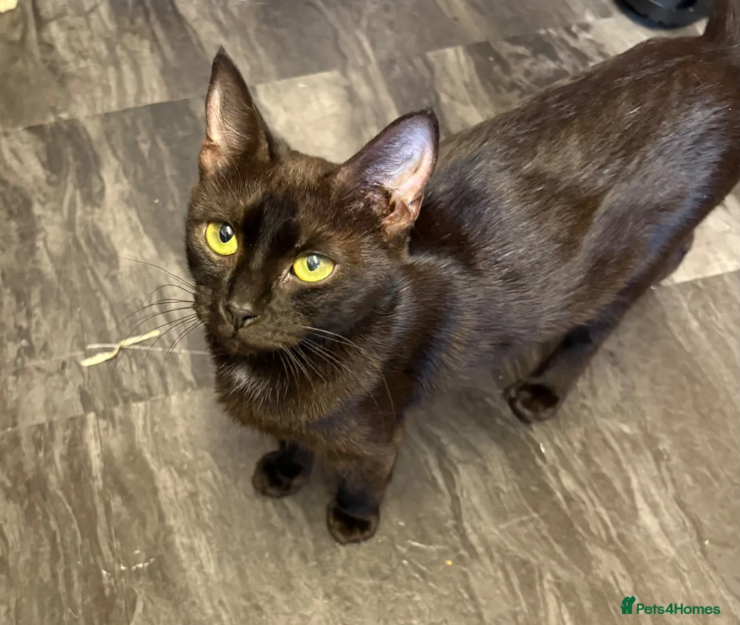 Mixed Breed cats for sale: 6 playful kittens  in New Milton - Advert 7