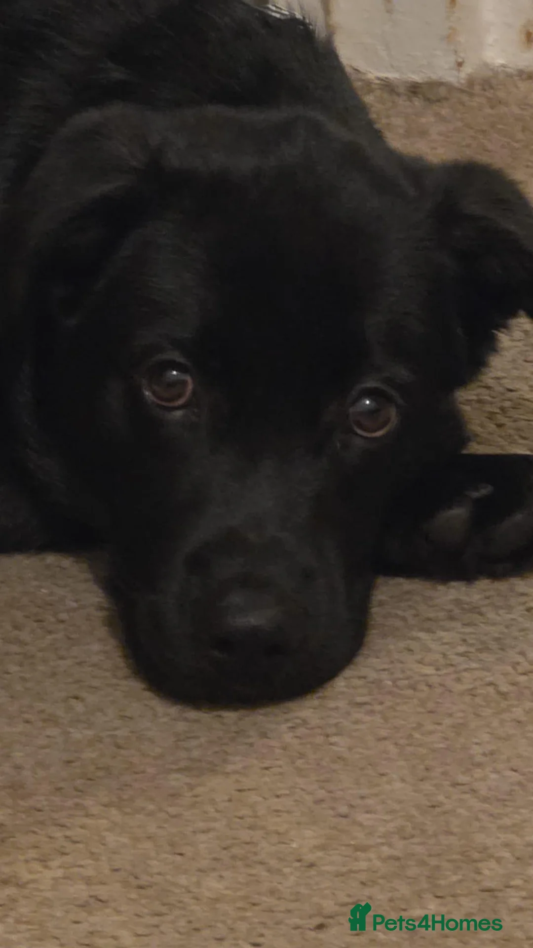 Mixed Breed dogs for sale: Beautiful 10mths puppy - Advert 4