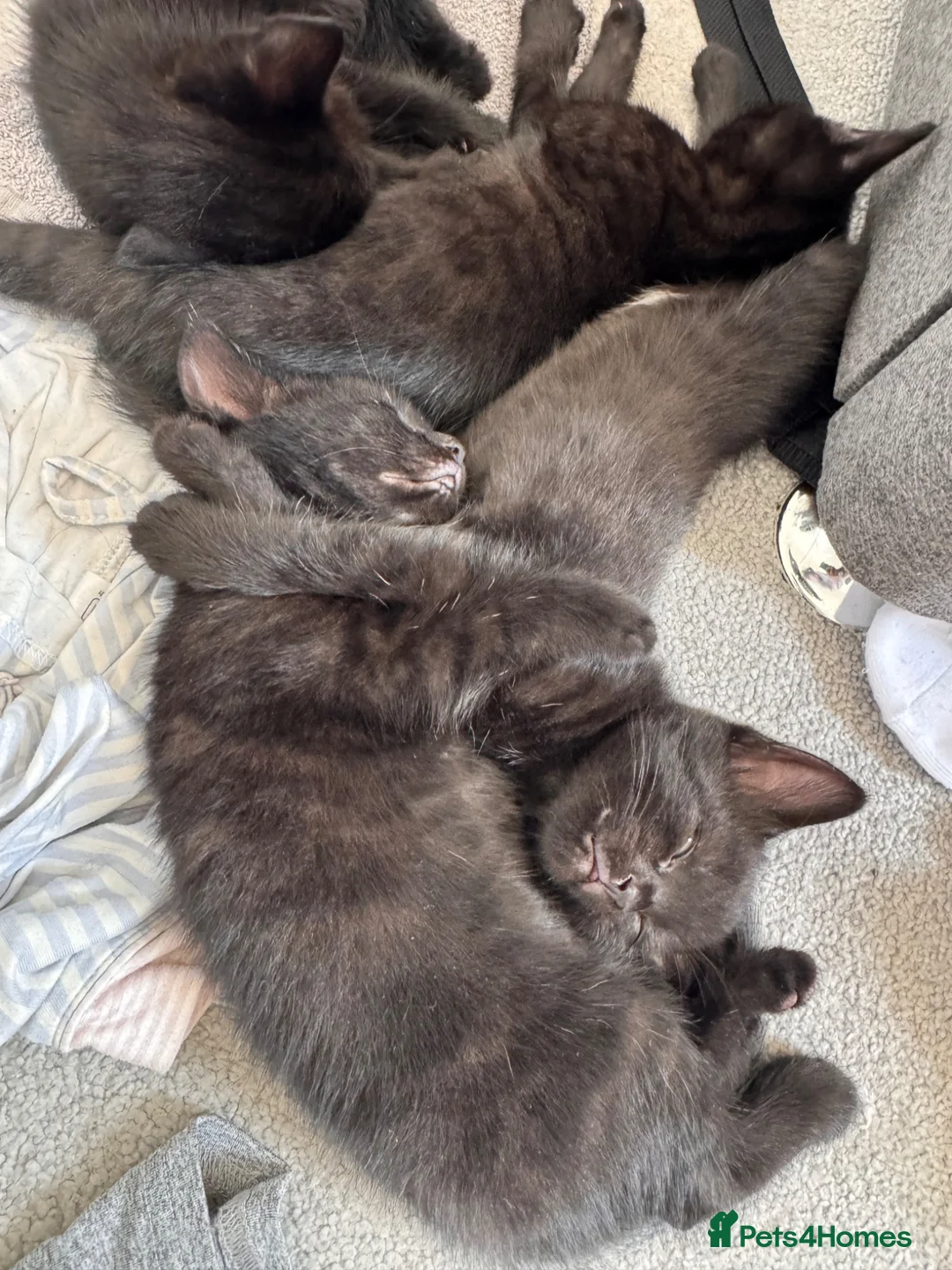 Mixed Breed cats for sale: 4 kittens mixed breed. (Dad is ragdoll)  - Advert 4
