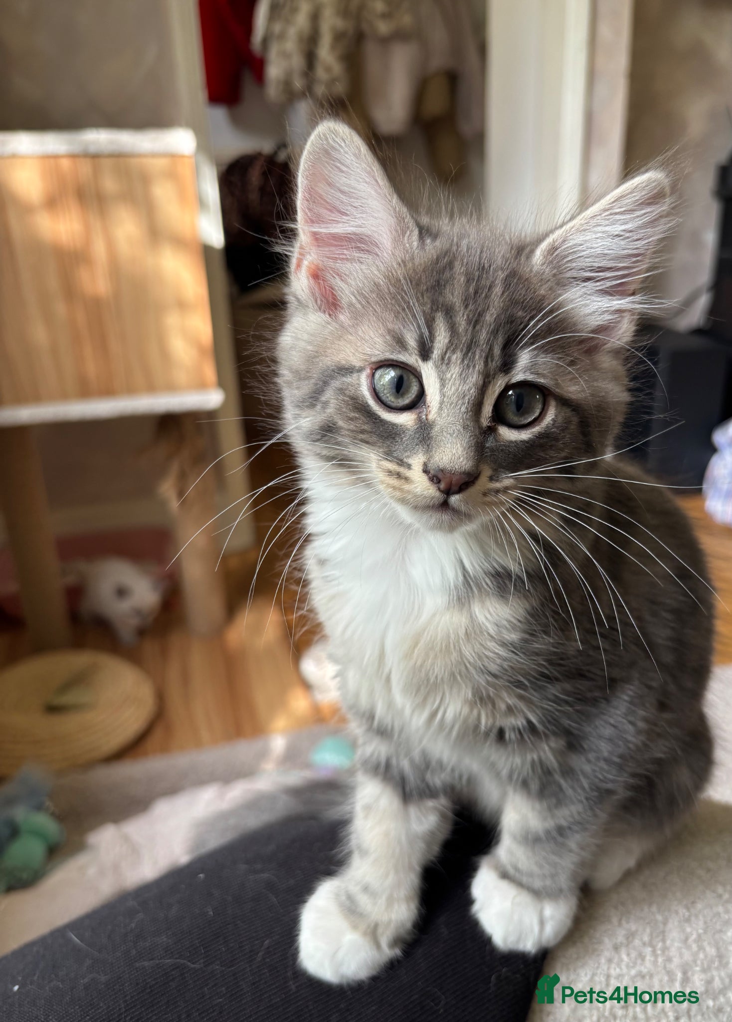 Mixed Breed cats 3 Gorgeous Kittens left 🤍 - Advert 15