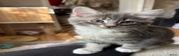 Mixed Breed cats for sale: 3 Gorgeous Kittens left 🤍 - Advert 1