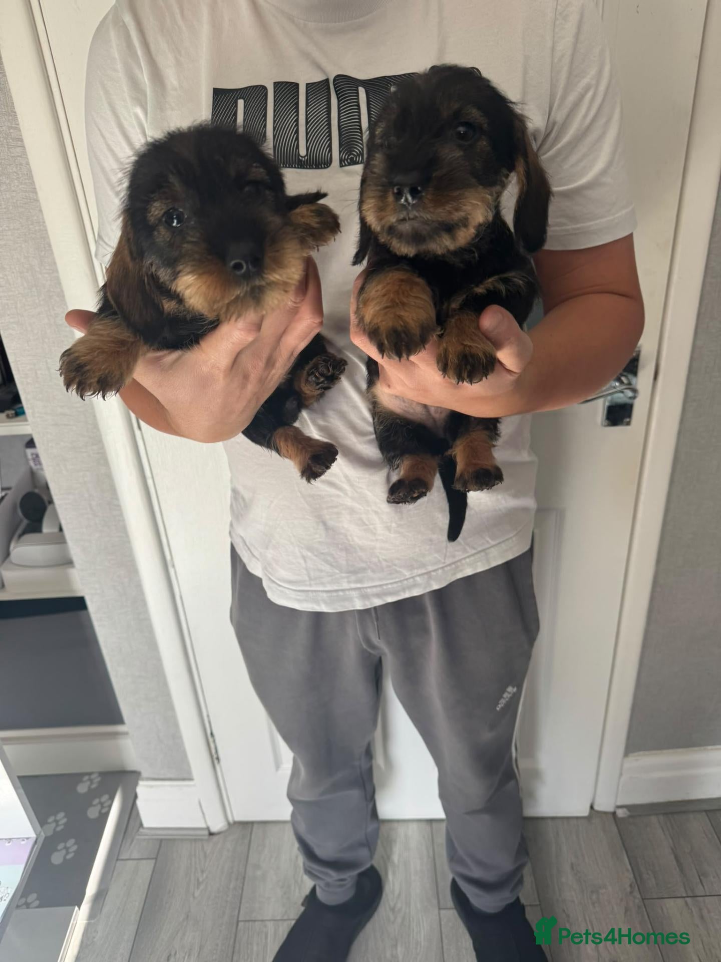Dachshund dogs Beautiful Teckel Dachshund puppies for sale - Advert 2