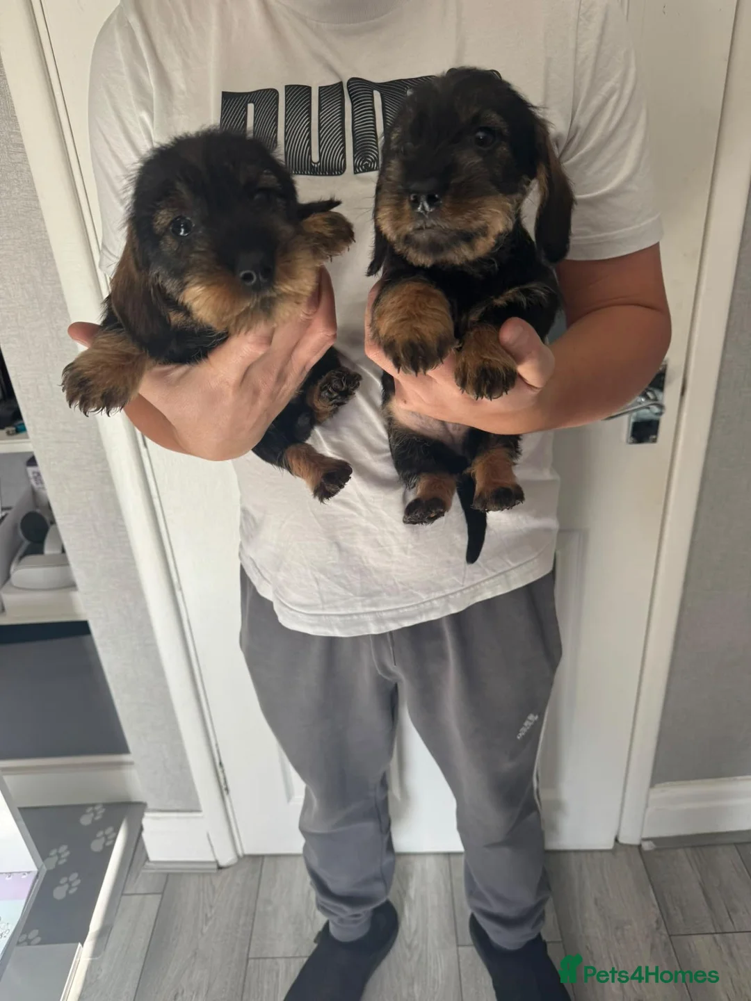 Dachshund dogs for sale: Beautiful Teckel Dachshund puppies for sale - Advert 1