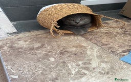 British Shorthair cats for sale: British Shorthair Kittens, 5 weeks free Insurance - Image 3