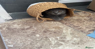 British Shorthair cats - Advert 8