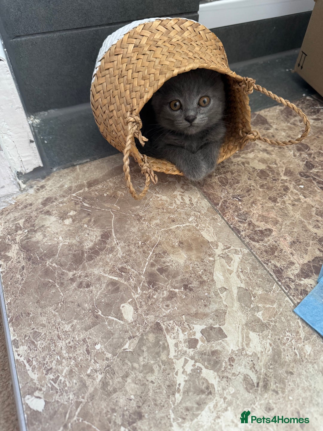 British Shorthair cats for sale: British Shorthair Kittens, 5 weeks free Insurance - Image 3