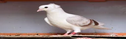 Mixed Breed birds for sale: Quality Pigeons for Sale 🕊️ - Advert 3
