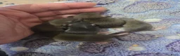 Rat rodents for sale: Dumbo and fancy rats  - Advert 6