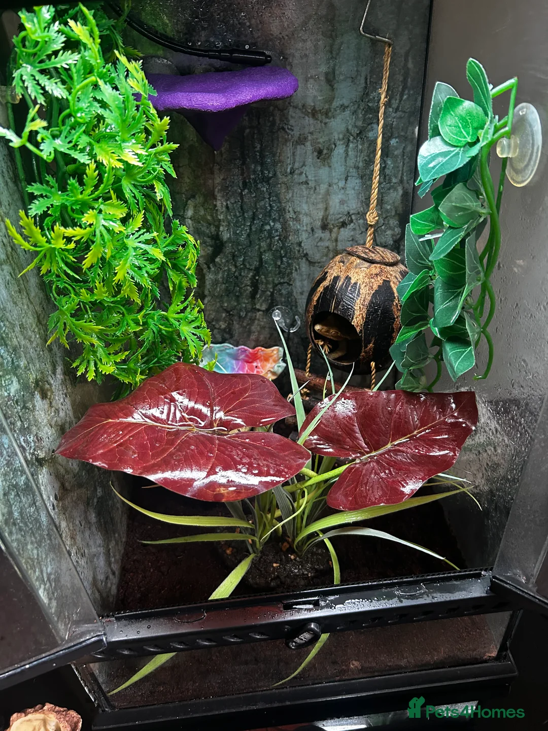 Gecko reptiles for sale: Crested Gecko + Whole Set Up  - Advert 4